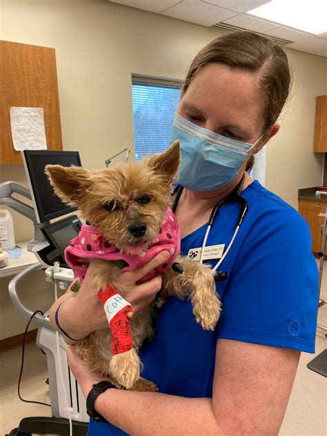 Hayfield animal hospital - UPDATE!! Great news, her owner has been found and she has been reunited with them! Thank you all for your help. PLEASE HELP! This sweet little girl...